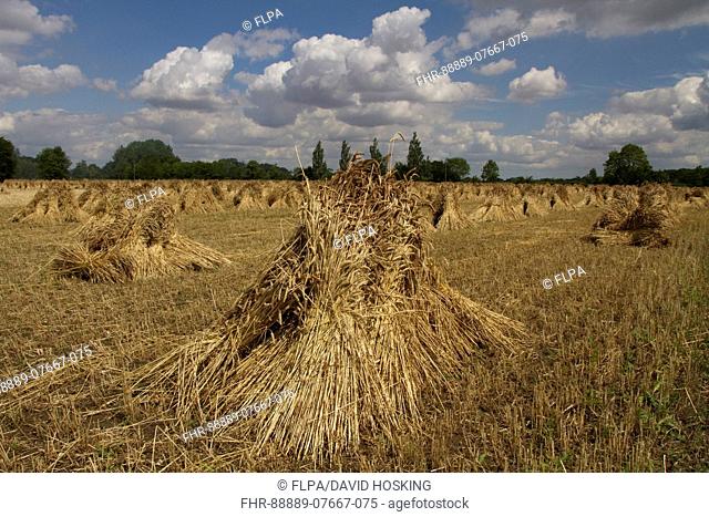 The best quality thatching straw is grown from older wheat varieties that produce tall, strong-stemmed straw without the use of artificial fertilise