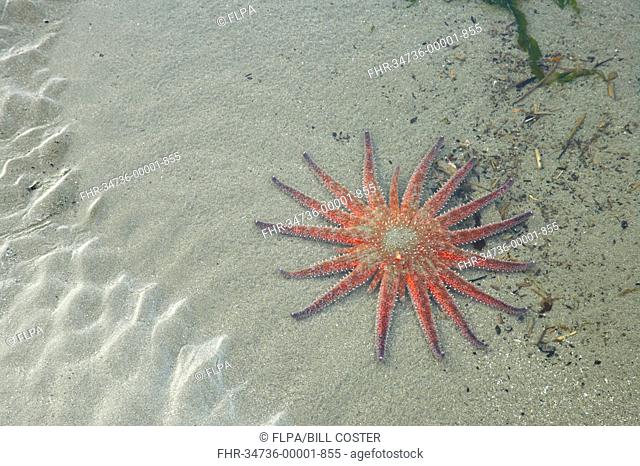 Sunflower Starfish Pycnopodia helianthoides adult, in shallow water of sandy pool, Olympic N P , Washington State, U S A