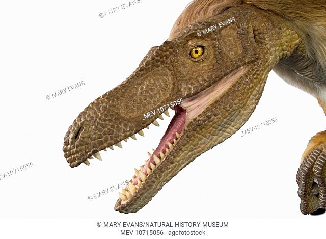 An animatronic model of the dinosaur Velociraptor created by Kokoro for the Natural History Museum's Dino Jaws exhibition running from 30th June 2006 to 15th...