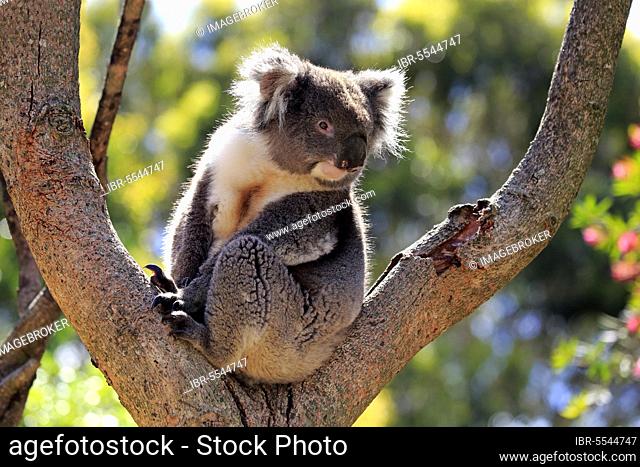 Koala (Phascolarctos cinereus), adult on tree, Kangaroo Island, South Australia, Australia, Oceania