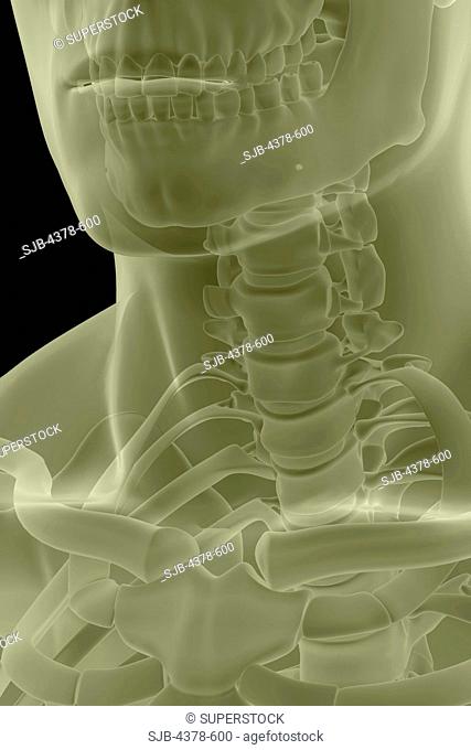 Three-quarter view of stylized bones of the cervical spine and sternoclavicular joint