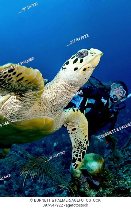 A woman diver swimming along side a hawksbill sea turtle, Eretmochelys imbricata, off Ambergris Caye, Belize, Caribbean Sea