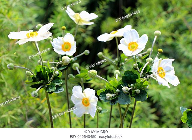 Beautiful fresh flowers in nature background