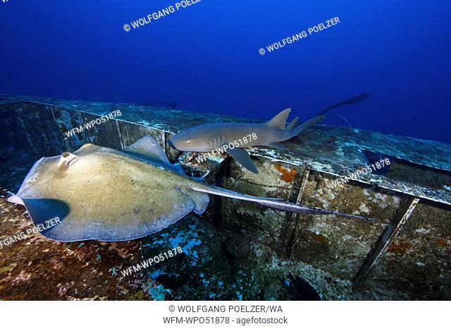 Southern Stingray and Nurse Shark at Wreck Hema 1, Ginglymostoma cirratum, Dasyatis americana, Caribbean Sea, Grenada