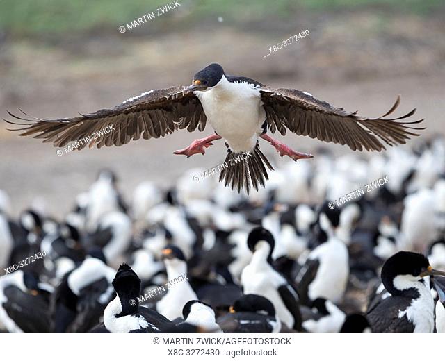 Landing in a huge colony. Imperial Shag also called King Shag, blue-eyed Shag, blue-eyed Cormorant (Phalacrocorax atriceps or Leucarbo atriceps)