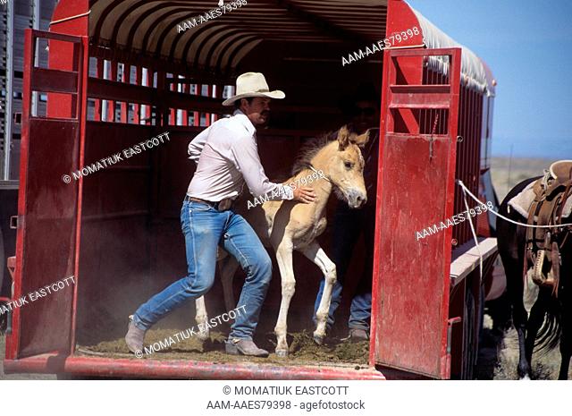 Wild Horse roundup, wranglers, load tired foal into BLM trailer, desert, Green River Basin, Wyoming (Bureau of Land Management)