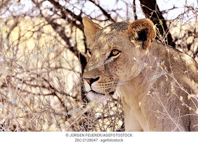Fascinating face and eyes of a Lion, Panthera Leo, Kenya