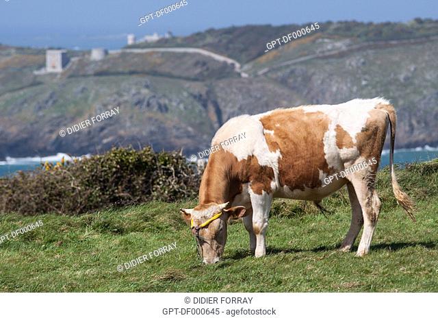 COW GRAZING IN A FIELD ON THE ISLAND OF SARK WITH, IN THE BACKGROUND, THE ISLAND OF BRECQHOU, PROPERTY OF THE BROTHERS DAVID AND FREDERICK BARCLAY