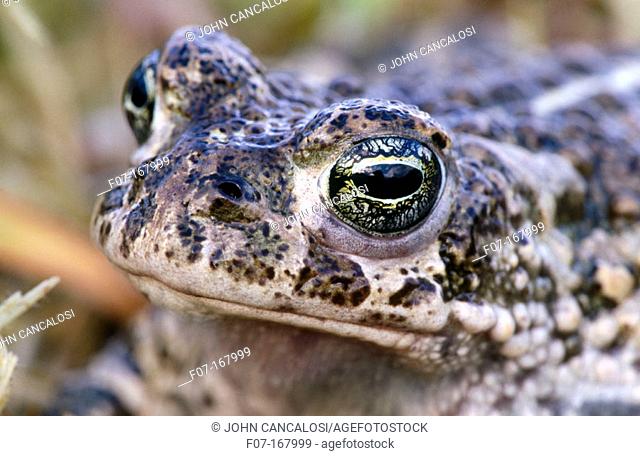 Natterjack Toad (Buffo calamita). England