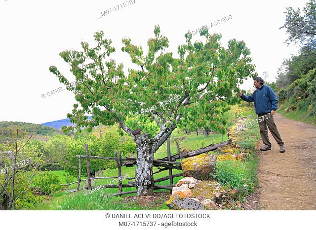 Jerte valley, cherry tree, Extremadura