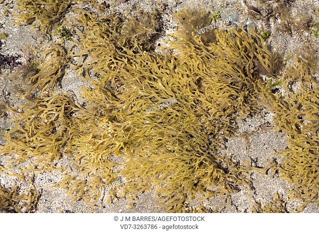 Dilophus fasciola or Dictyota fasciola is a brown alga. This photo was taken in Cap Ras coast, Girona province, Catalonia, Spain