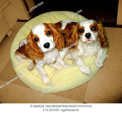 Cavalier King Charles dogs