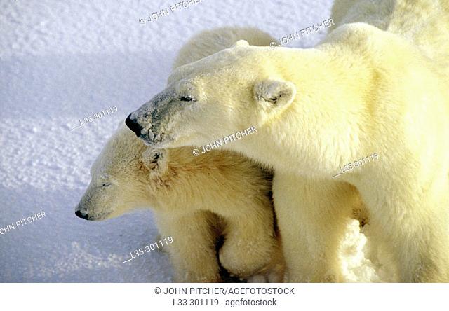 Polar bear (Ursus maritimus) sow and cub face into cold heavy wind blowing across the tundra