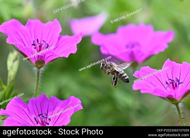 Bee among flowers in the Garden of honey in the Botanical Garden of Prague, Czech Republic, June 1, 2023. The Botanical Garden has launched an interactive...