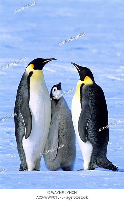 Emperor penguin Aptenodytes forsteri adults and chick, Atka Bay colony, 70 Degrees S, Weddell Sea, Antarctica