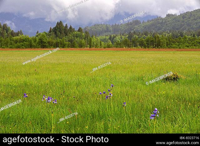 Siberian iris (Iris sibirica), Liliaceae, wet meadow, mixed forest, Murnauer moss, Murnau, Upper Bavaria, Bavaria, Germany, Europe