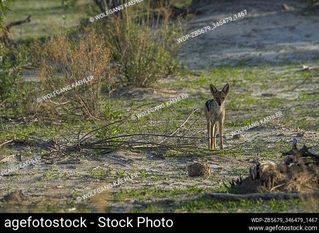 A Black-backed jackal (Canis mesomelas) on the floodplain in the Gomoti Plains area, a community run concession, on the edge of the Gomoti river system...