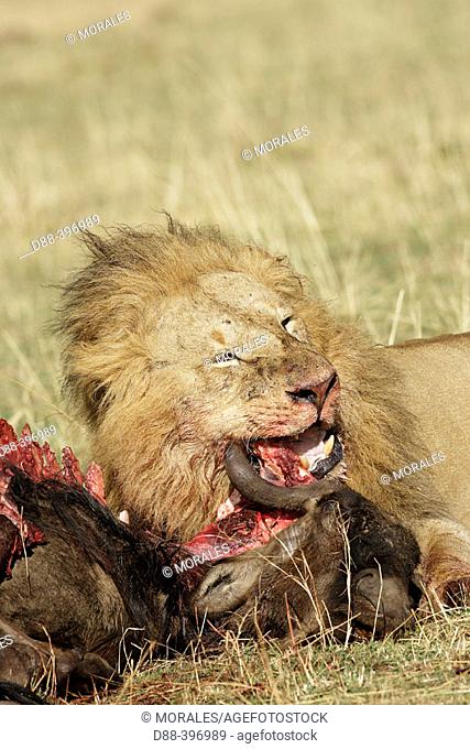 Lion (Panthera leo). Masai Mara, Kenya