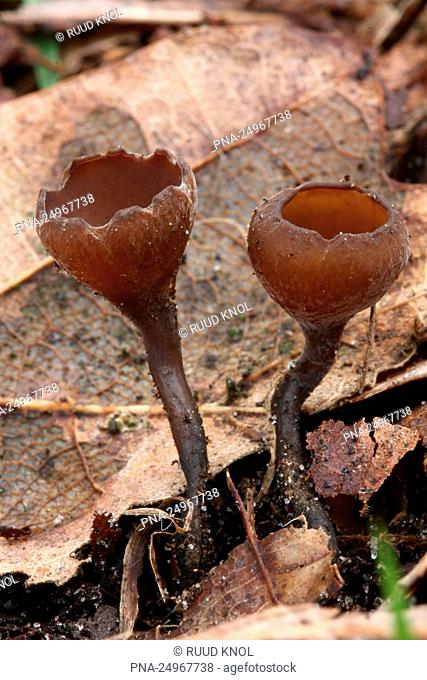 Anemonebekerzwam (Dumontinia tuberosa) - Landgoed Hackfort, Vorden, Achterhoek, De Graafschap, Gelderland, Nederland, Europa