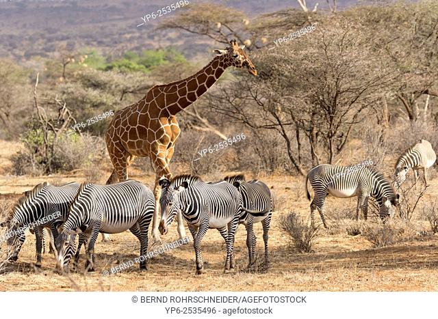 Grévy's zebras (Equus grevyi) and Reticulated giraffe (Giraffa camelopardalis reticulata), Samburu National Reserve, Kenya