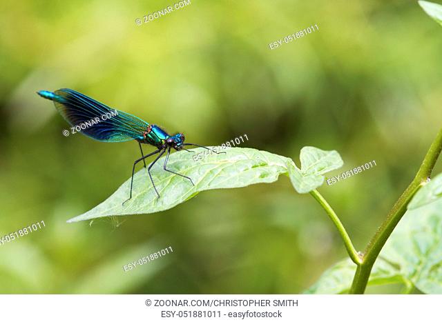 Banded demoiselle  (Calopteryx splendens) perched on a leaf