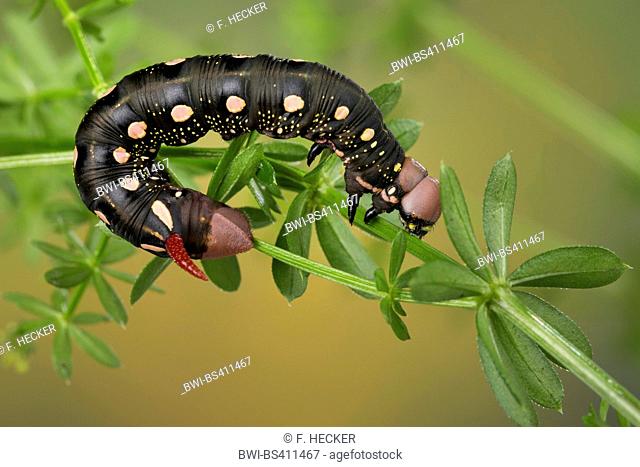 Bedstraw hawkmoth (Hyles gallii, Celerio galii), caterpillar feeds on bedstraw, Germany