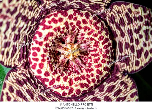 Close up of the flower of the succulence of Stapelia pulchellus