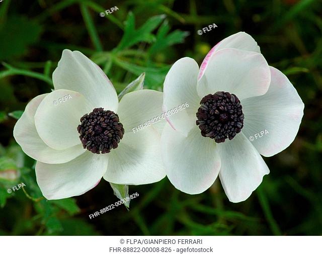 Crown Anemone (Anemone Coronaria) white form, close up, Cyprus, March, 2015