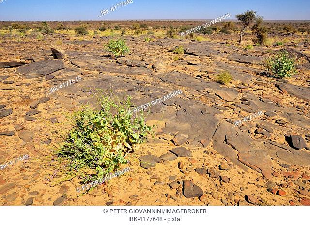 Rocky plateau, route from Atar to Tidjikja, Adrar region, Mauritania