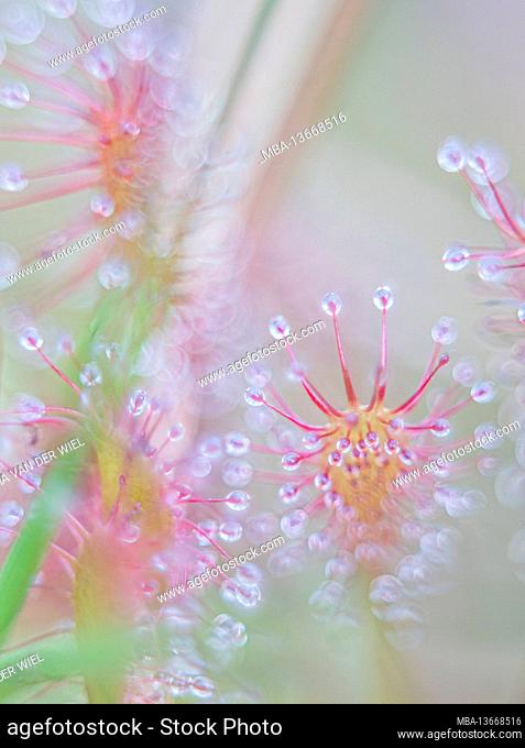 Sundew, photographed with a macro vintage lens