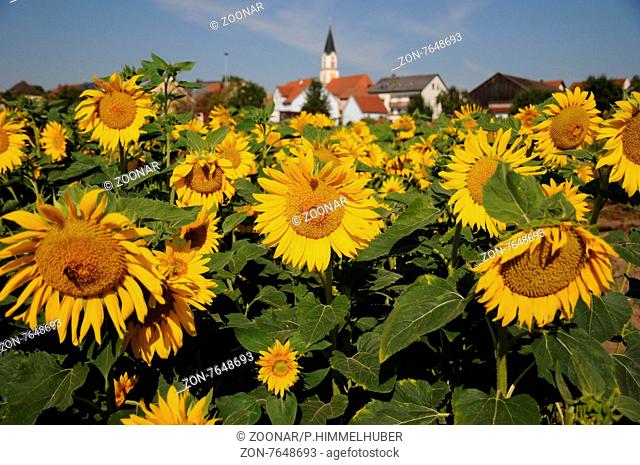 Helianthus annuus, Sonnenblume, Sunflower