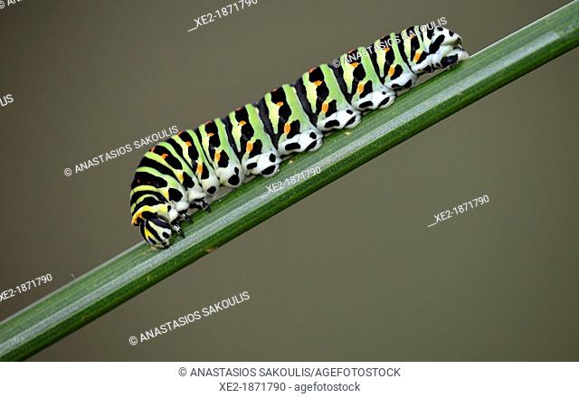 Swallowtail - Papilio machaon larva