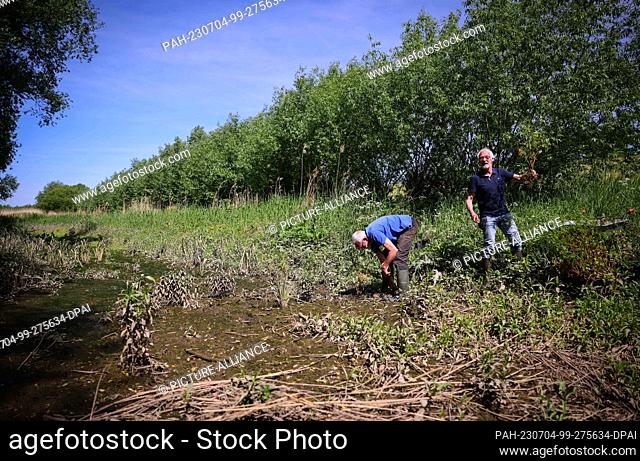 PRODUCTION - 31 May 2023, Hamburg: Martin Beckers (l), perennial gardener, and Gerwin Obst, Elbe Habitat Foundation, plant hemlock water fennel in a tideway on...