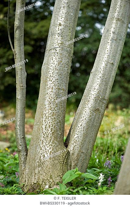 grey alder, hoary alder, speckled alder (Alnus incana), trunks, Germany