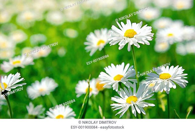 Spring flowers marguerites in a grean meadow