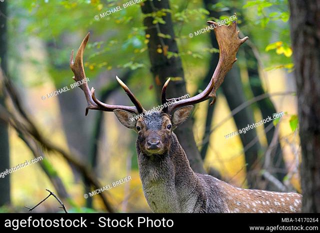 fallow deer in the forest, cervus dama, autumn, october, hesse, germany, europe