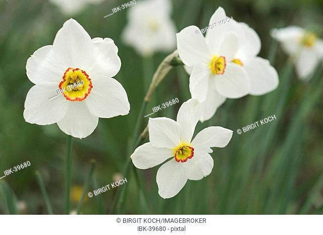 Narcissus poeticus daffodil