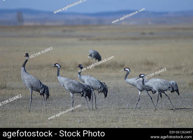 Common cranes (Grus grus). Gallocanta Lagoon Natural Reserve. Aragon. Spain