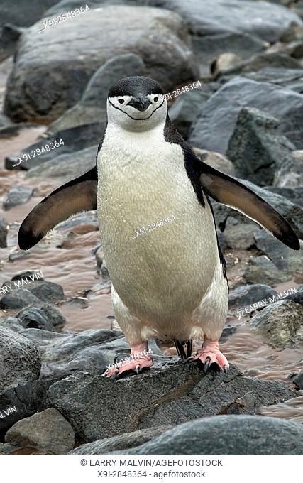 Chinstrap penguin walking on boulders along the Antarctica Peninsula