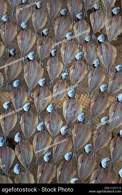 Fisch trocknet in der Sonne, Strand Praia da Nazare, Nazare, Oeste, Distrikt Leiria, Portugal, Europa / Fish drying in the sun on the beach of Nazare, Leiria