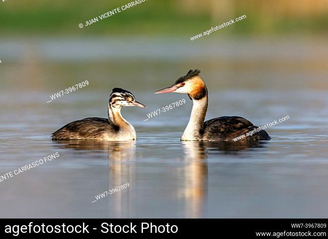 Great crested grebes, Podiceps cristatus, adult female and chick, Comunidad valenciana wetlands, Spain