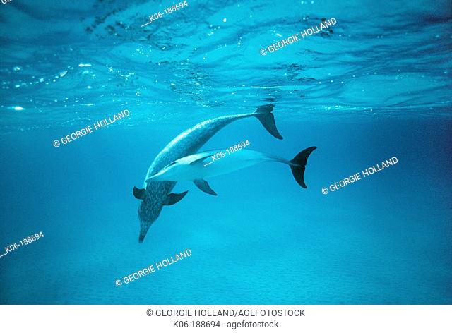 Spotted Dolphins (Stenella frontalis). Bahamas