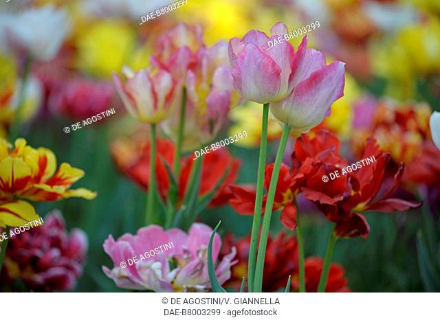 Tulips (Tulipa sp), Liliaceae, Botanical Gardens of Villa Taranto, Verbania, Piedmont, Italy