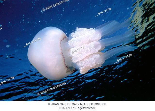 Barrel Jellyfish (Rizhostoma pulmo)