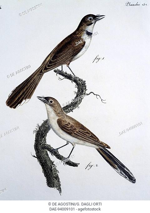 Male and female of Spectacled Monarch (Monarcha trivirgata), 1805-1806, engraving by Louis Bouquet (1765-1814) da Jacques Barraband (1767 o 1768-1809)