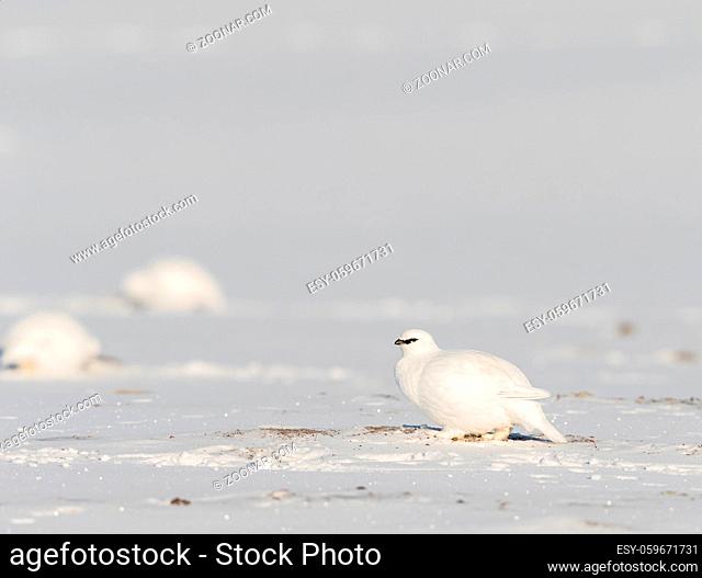 Svalbard Rock ptarmigan, Lagopus muta hyperborea, bird with winter plumage, in natural habitat in the snow at Svalbard