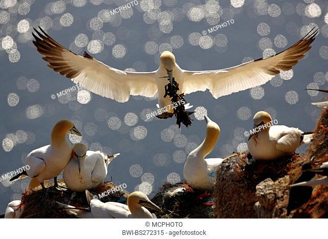 northern gannet Sula bassana, Morus bassanus, breeding colony in a steep face, one animal landing with nesting material in the bill, Germany, Schleswig-Holstein