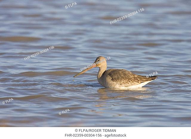 Black-tailed Godwit Limosa limosa adult, feeding in water, Norfolk, England, winter