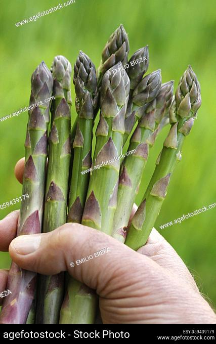 Collecting asparagus