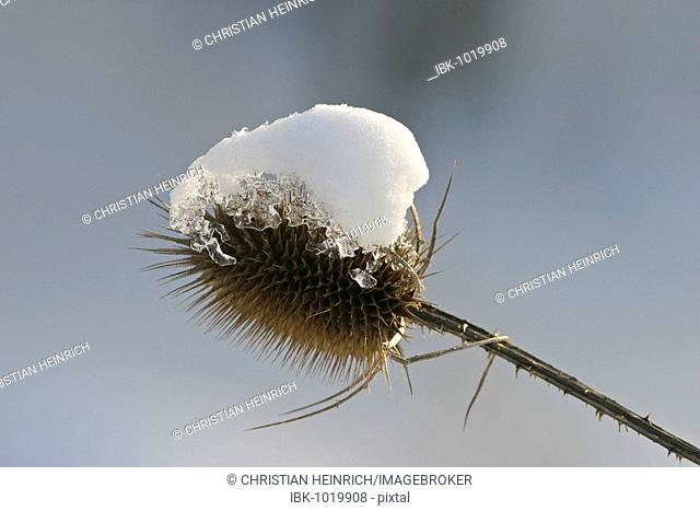 Fuller's Teasel, Dipsacus (Dipsacus sativus) covered with snow